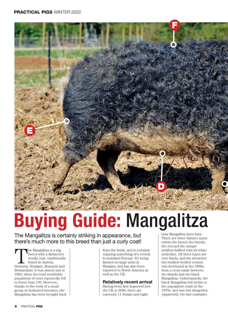 Practical Pigs Preview Pages