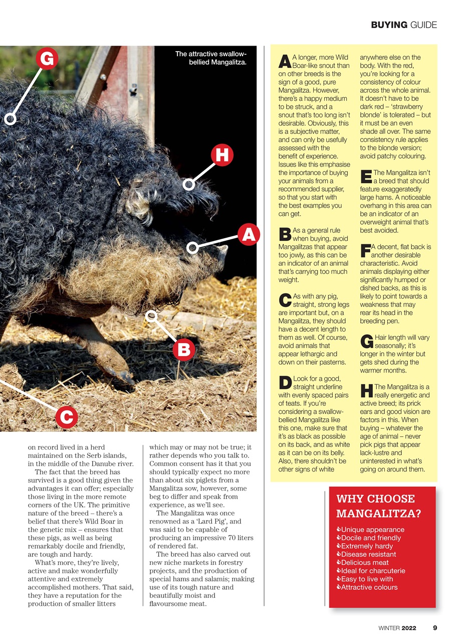 Practical Pigs Preview Pages