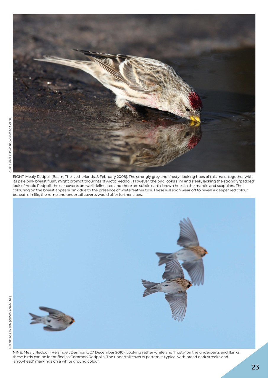 Birdwatch Magazine Preview Pages