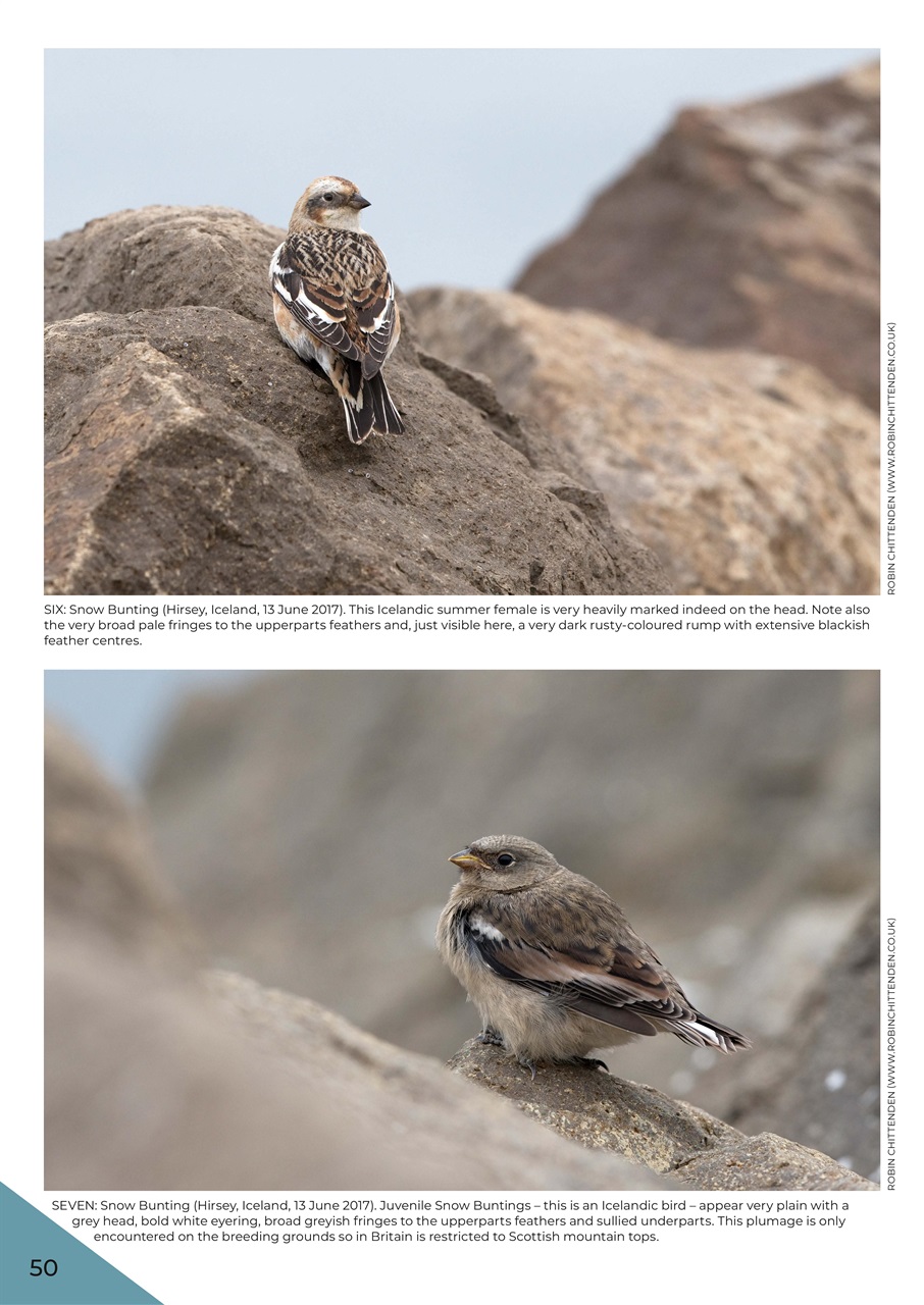 Birdwatch Magazine Preview Pages