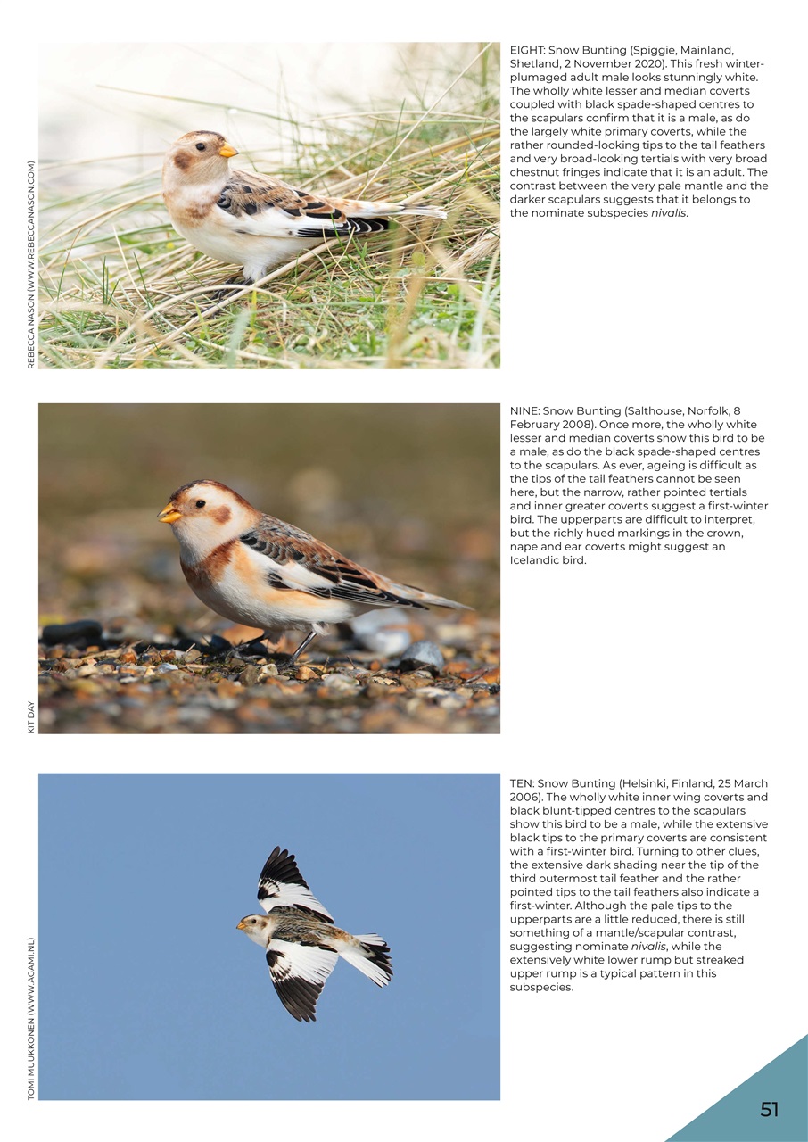 Birdwatch Magazine Preview Pages