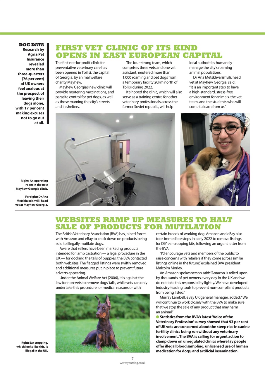 Your Dog Preview Pages