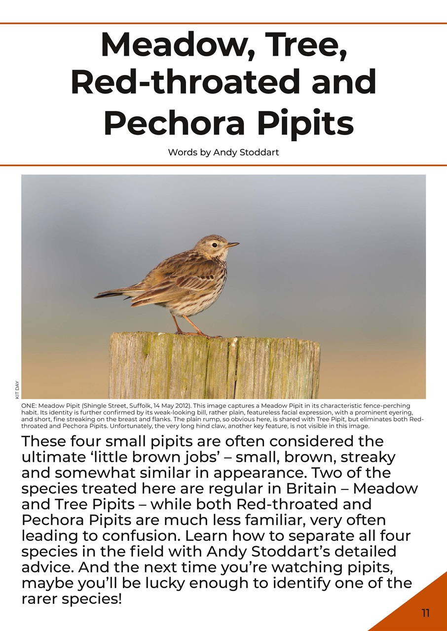 Bird ID Photo Guides Preview Pages