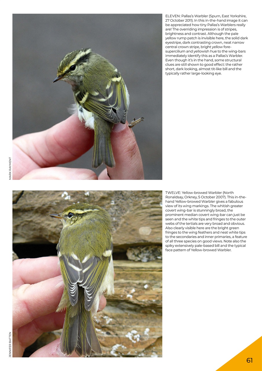 Bird ID Photo Guides Preview Pages
