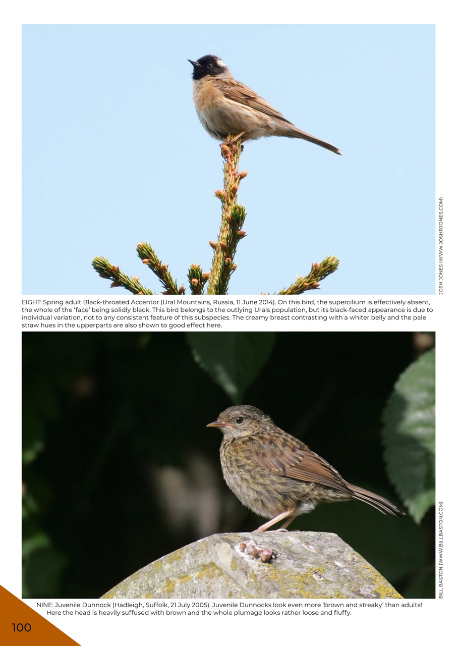 Bird ID Photo Guides Preview Pages