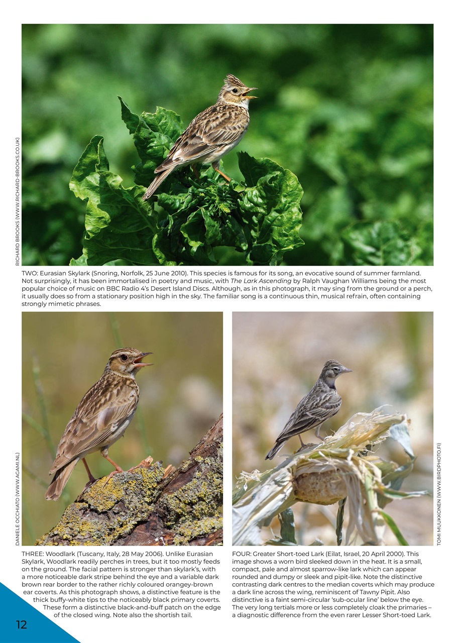 Bird ID Photo Guides Preview Pages