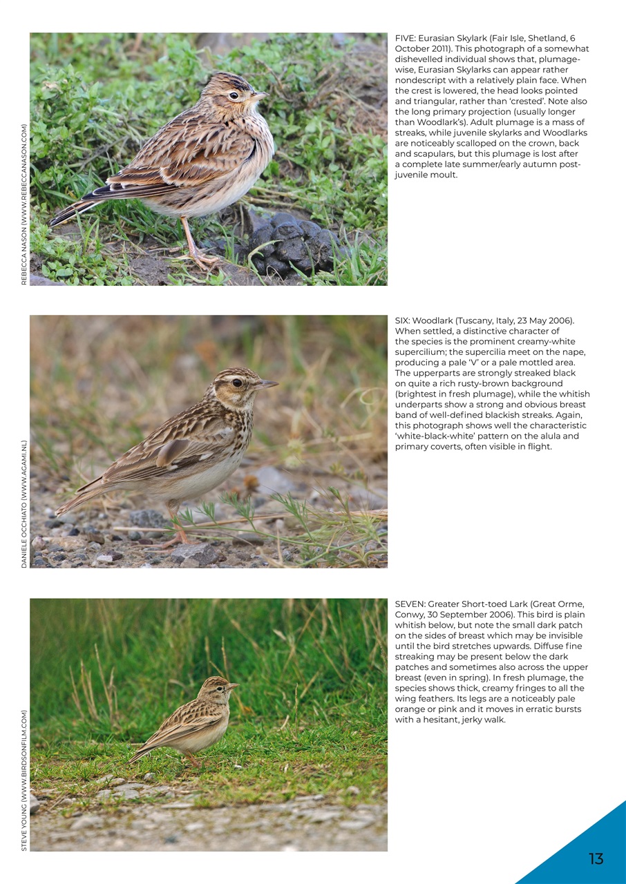 Bird ID Photo Guides Preview Pages