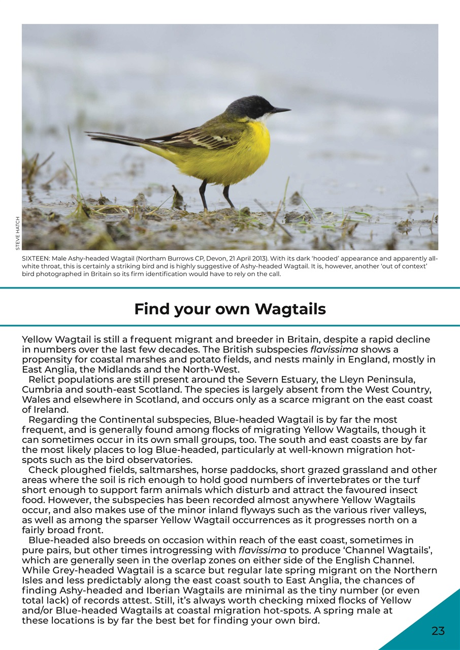 Bird ID Photo Guides Preview Pages