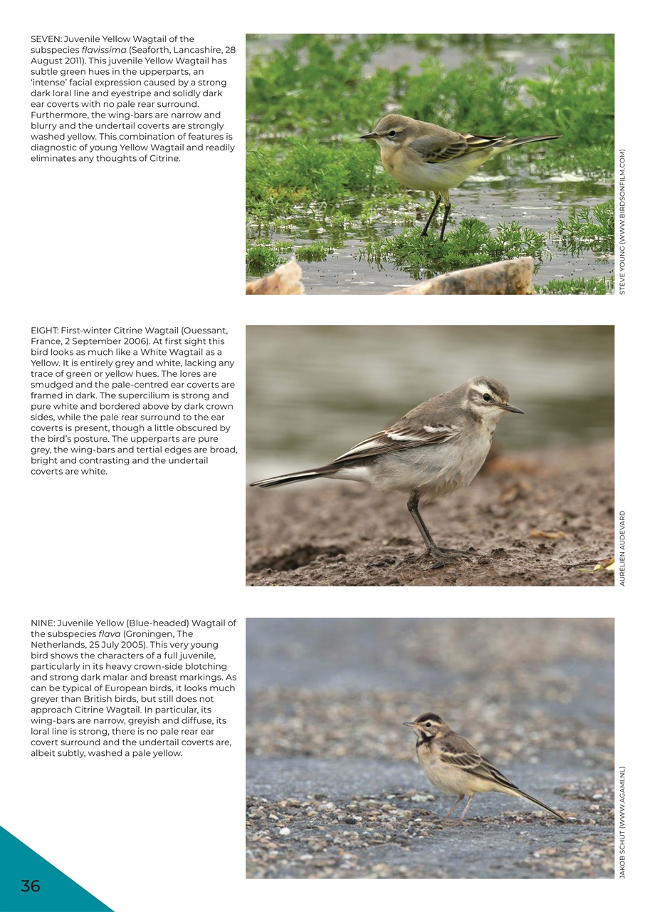Bird ID Photo Guides Preview Pages