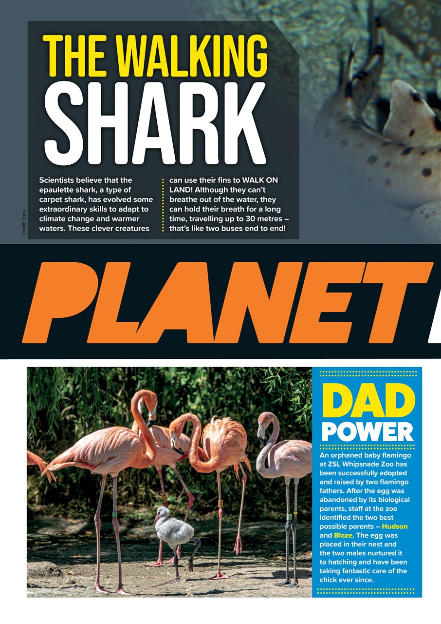 Animal Planet Kids Preview Pages