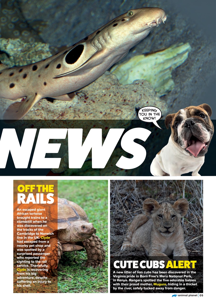 Animal Planet Kids Preview Pages