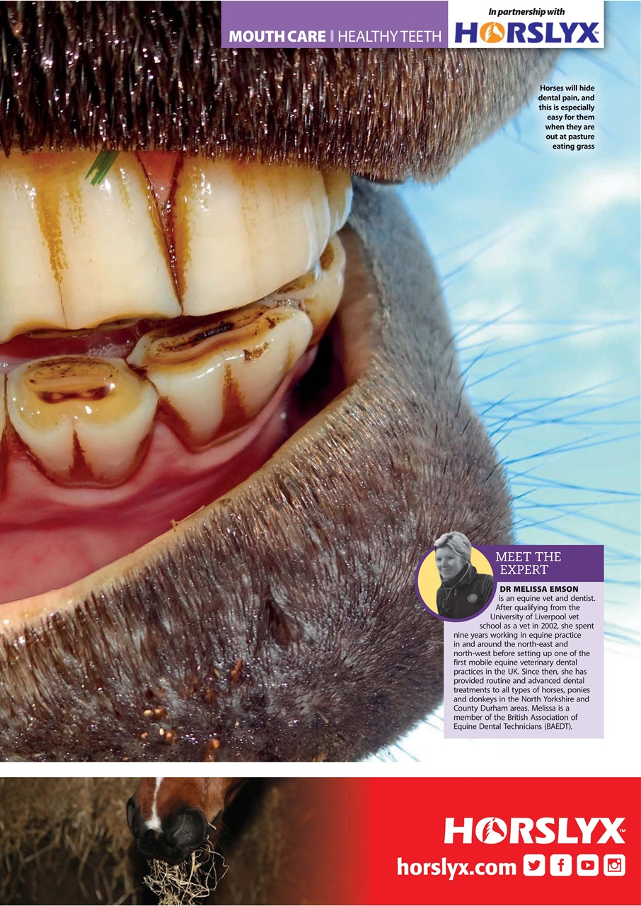 Your Horse Preview Pages