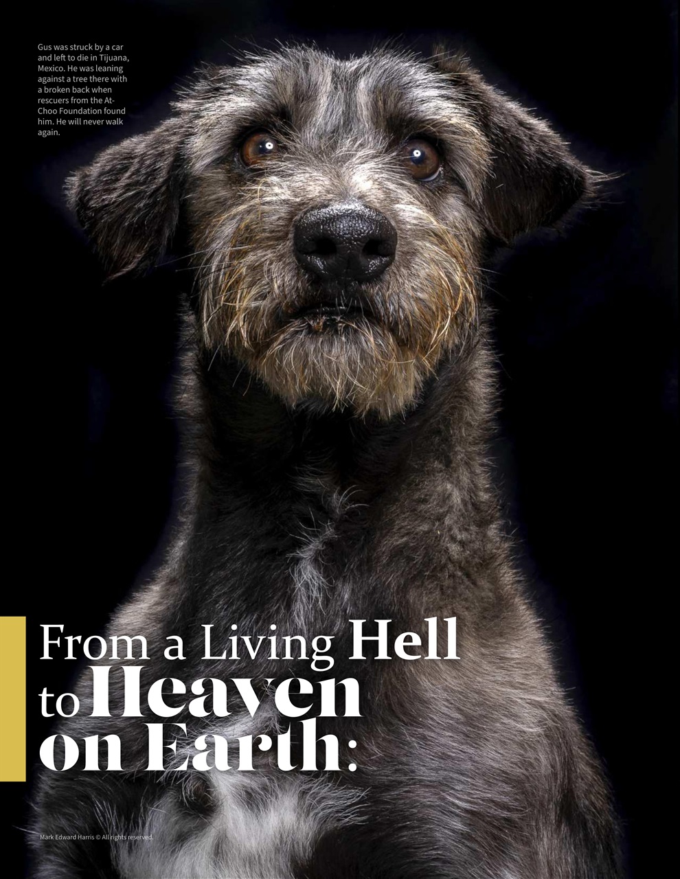 Lens Magazine Preview Pages