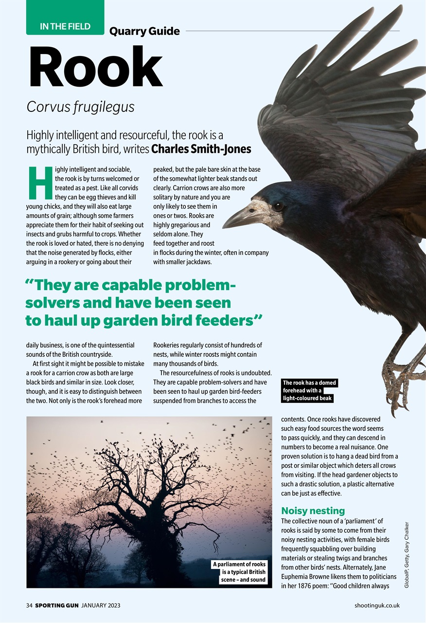 Sporting Gun Preview Pages