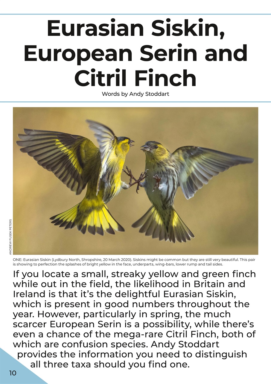 Bird ID Photo Guides Preview Pages