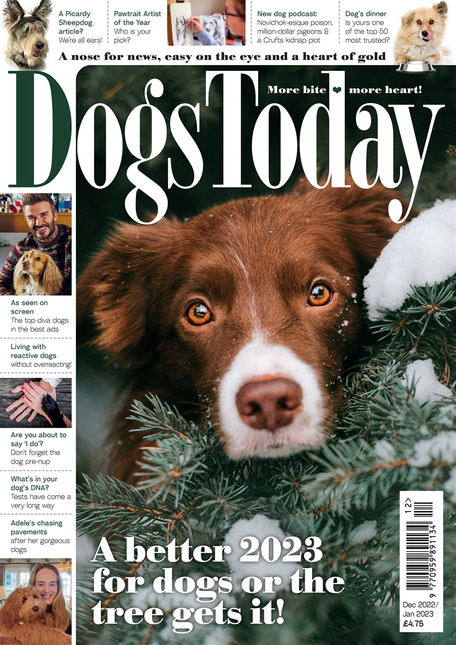 Dogs Today Magazine Preview Pages