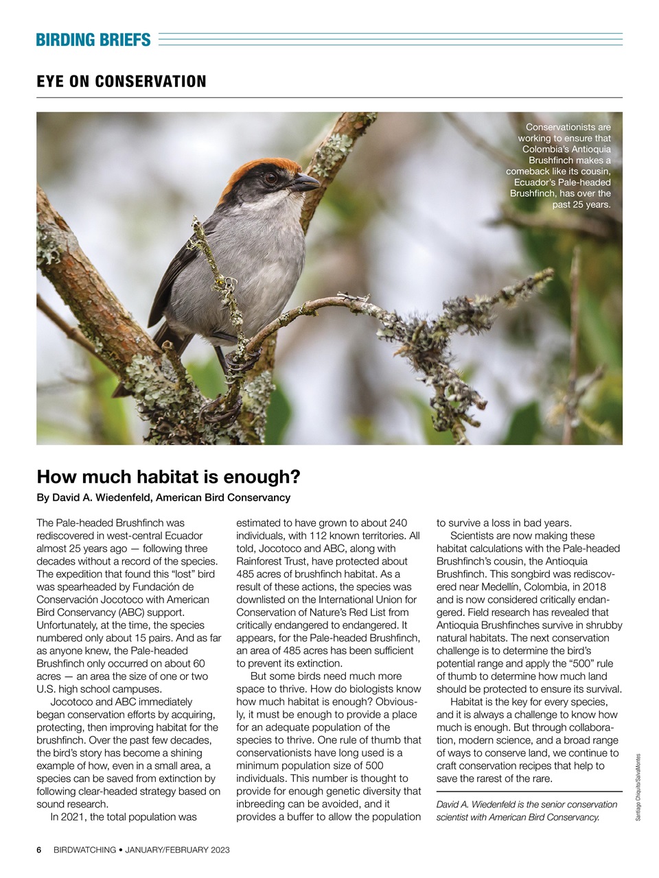 BirdWatching Preview Pages