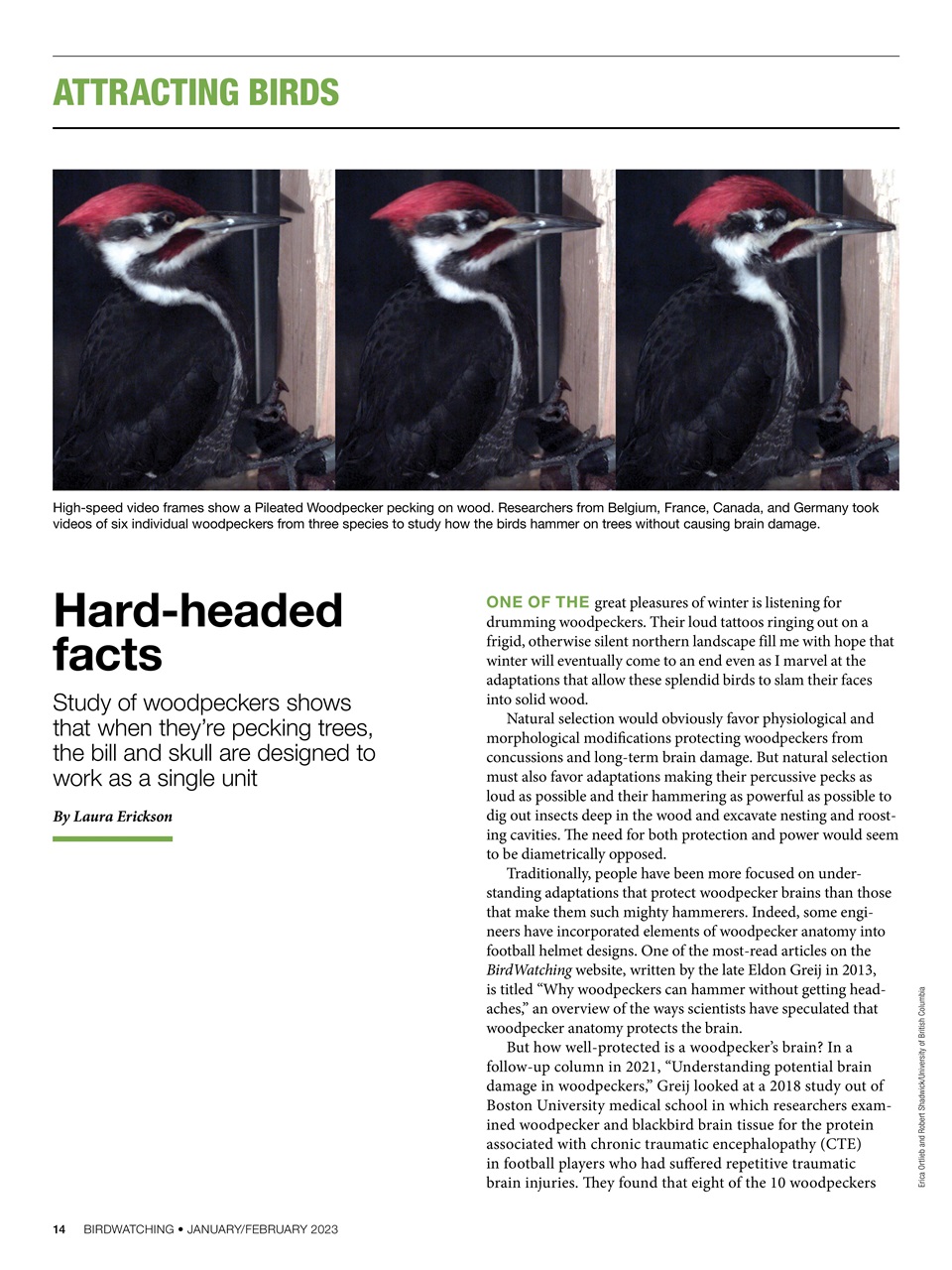 BirdWatching Preview Pages