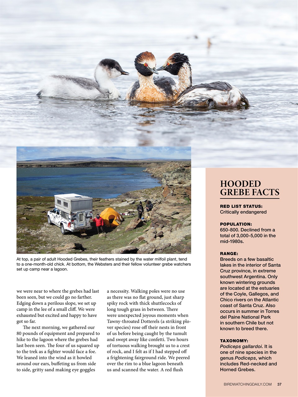 BirdWatching Preview Pages