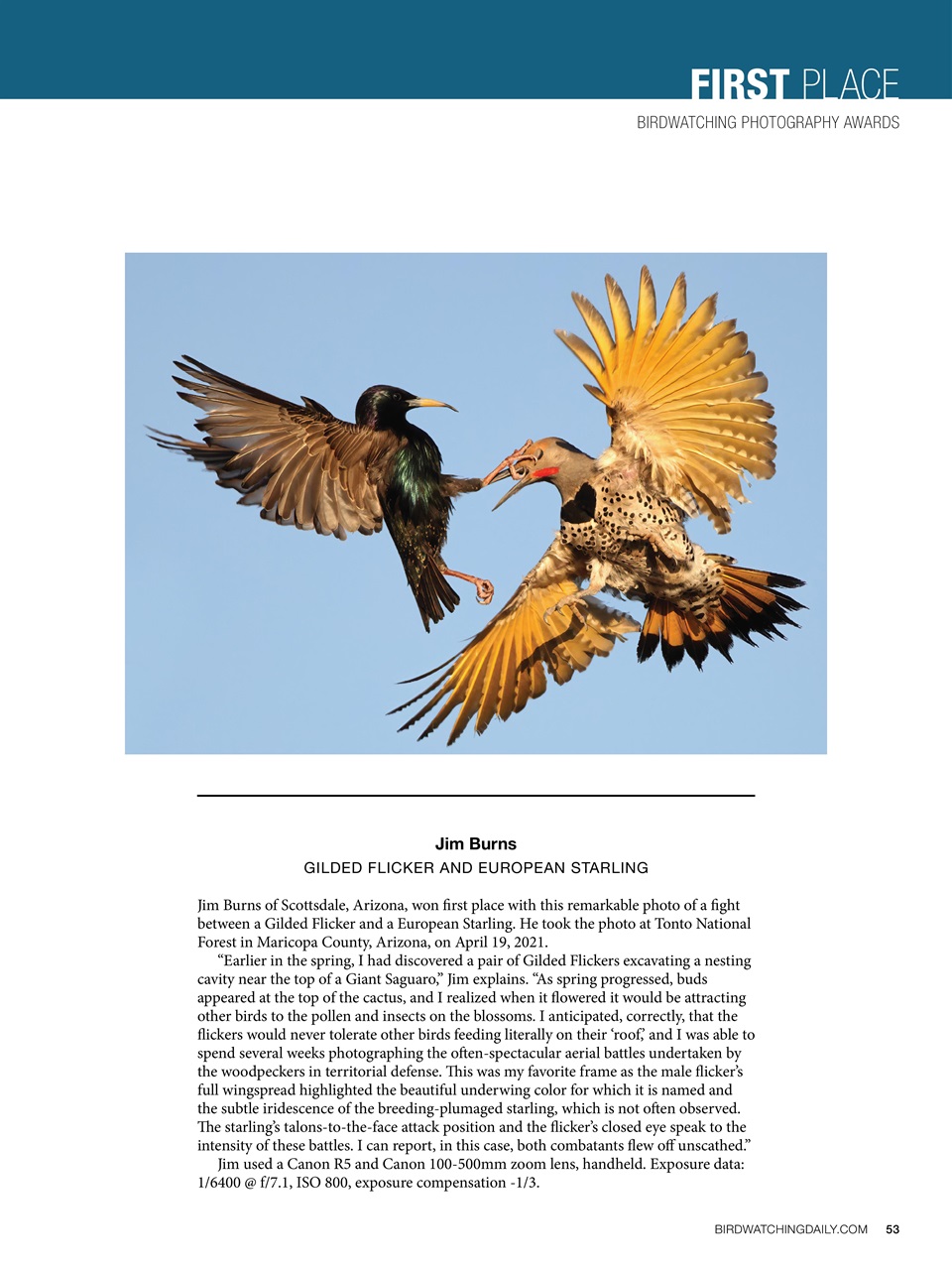 BirdWatching Preview Pages