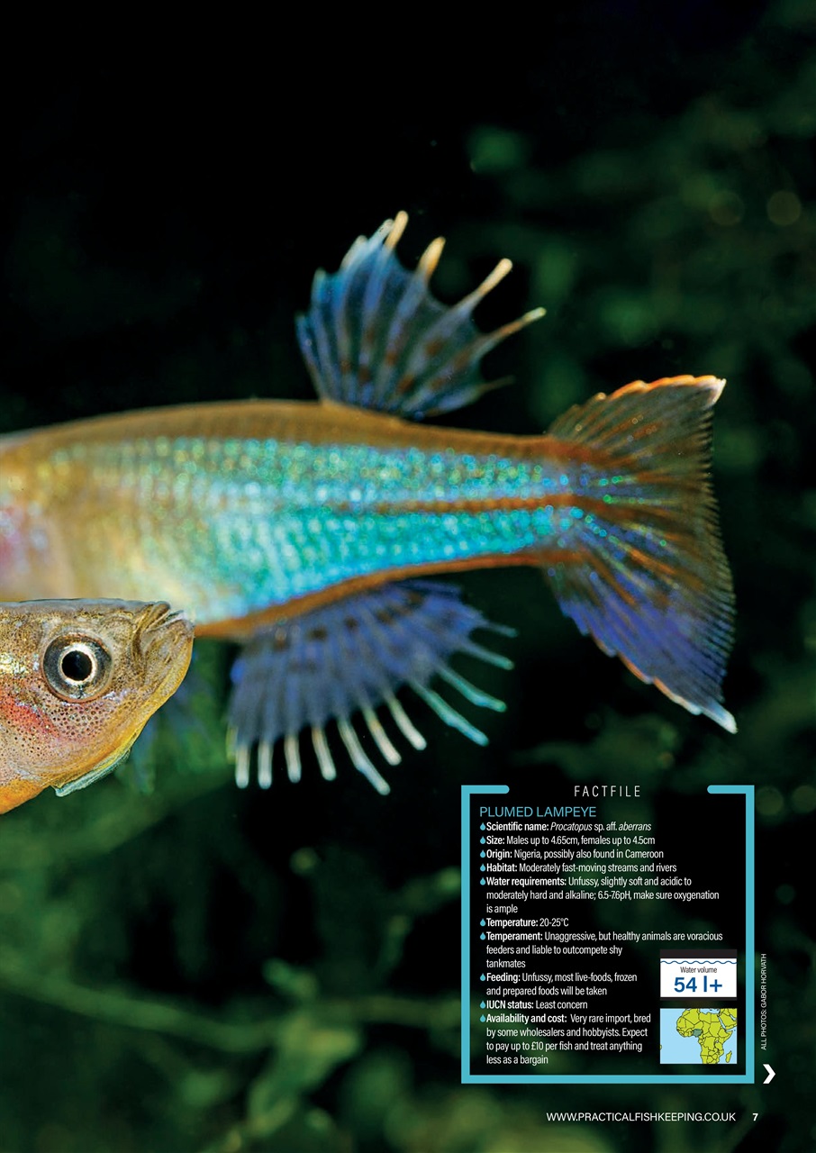 Practical Fishkeeping Preview Pages