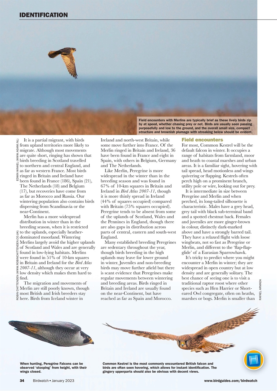 Birdwatch Magazine Preview Pages