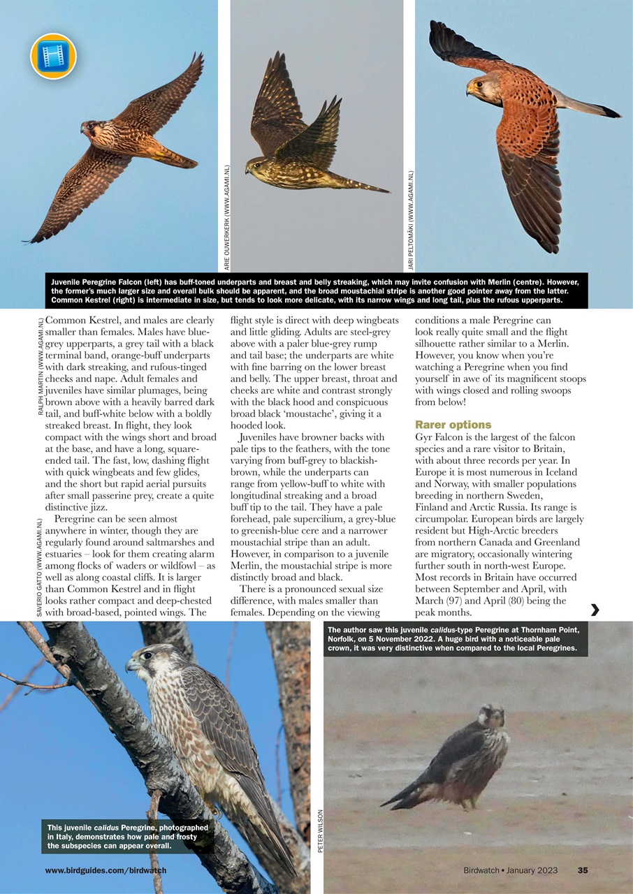 Birdwatch Magazine Preview Pages