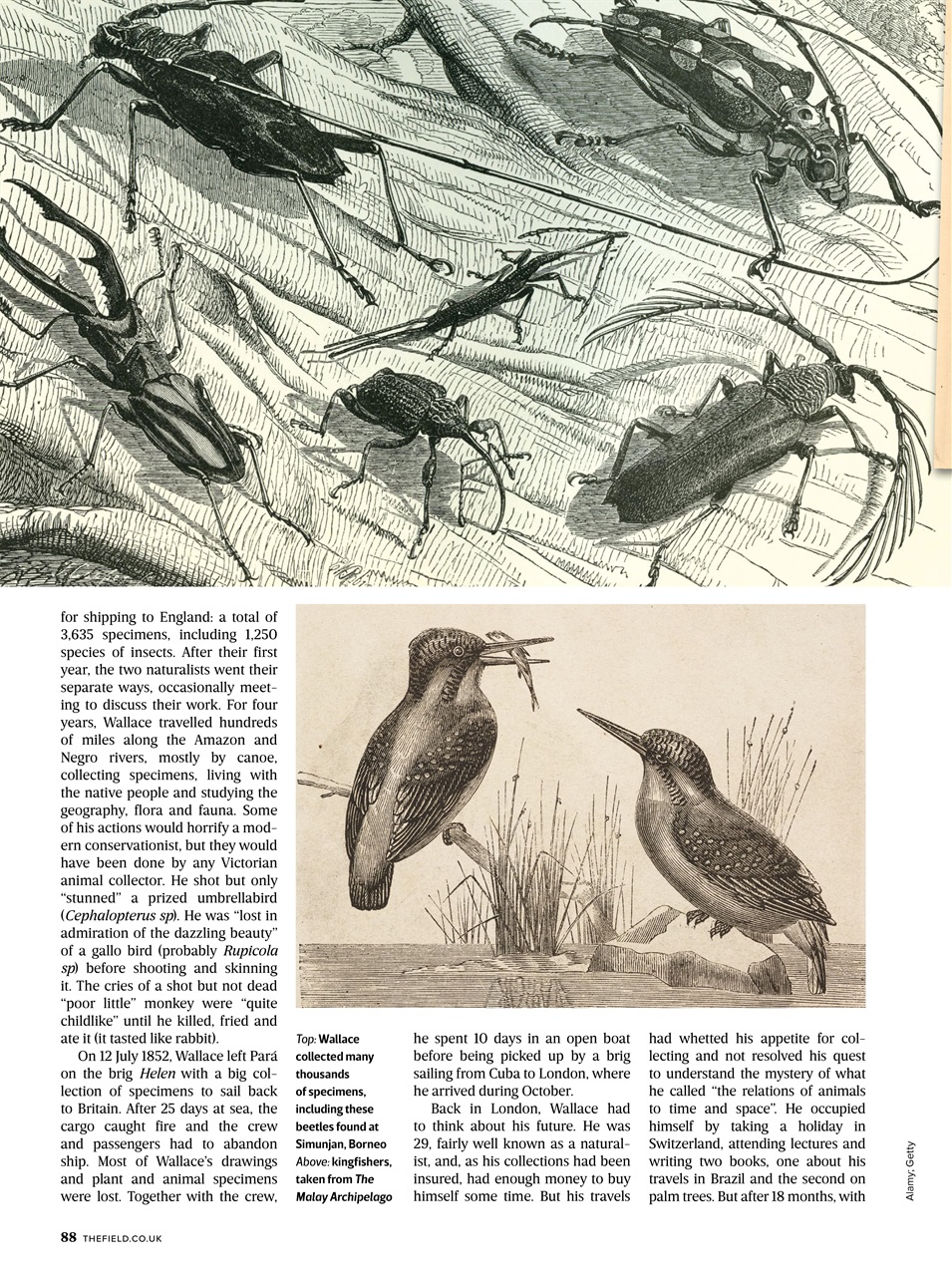 The Field Preview Pages