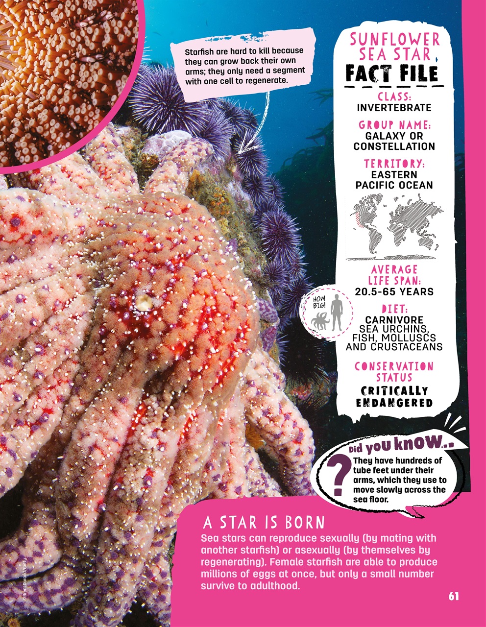 Creative Bookazine Preview Pages