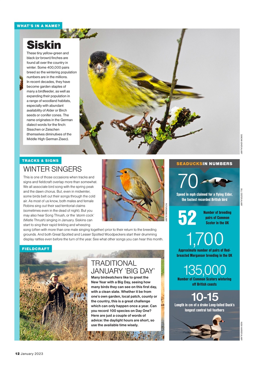 Bird Watching Preview Pages