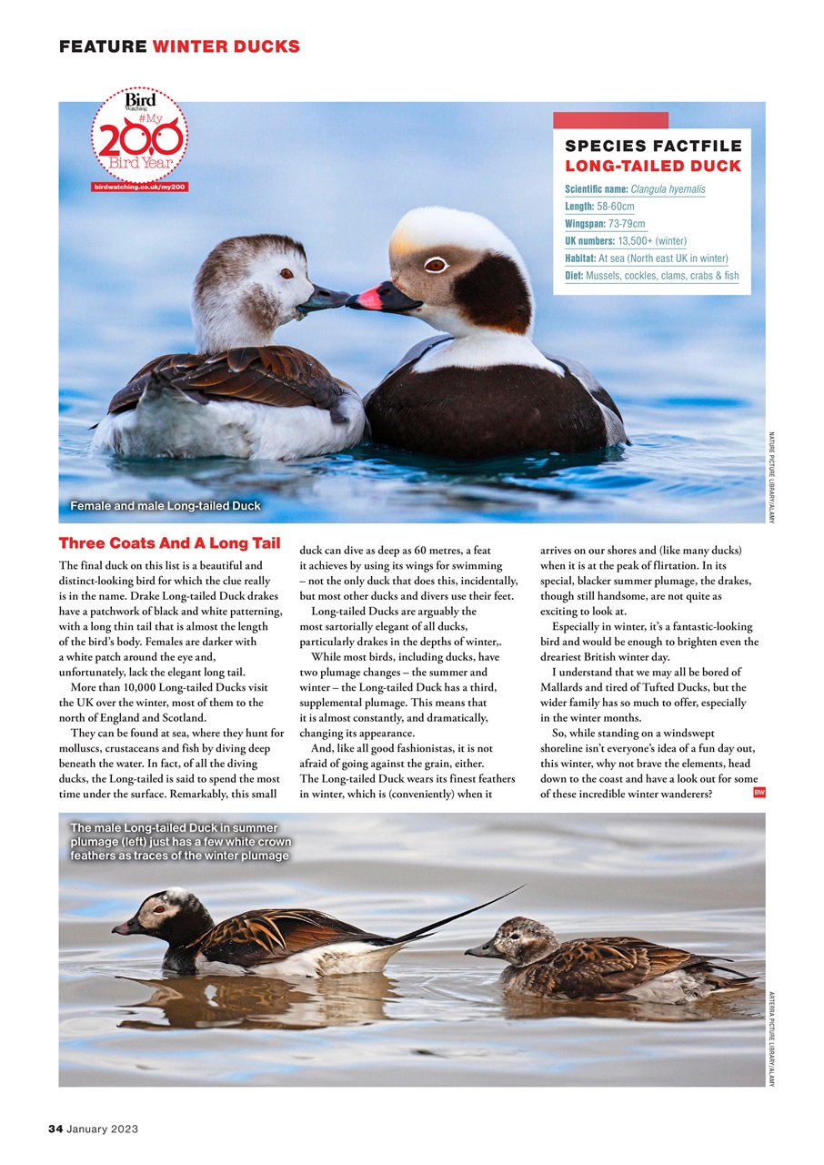 Bird Watching Preview Pages