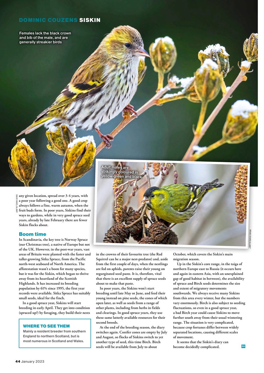Bird Watching Preview Pages