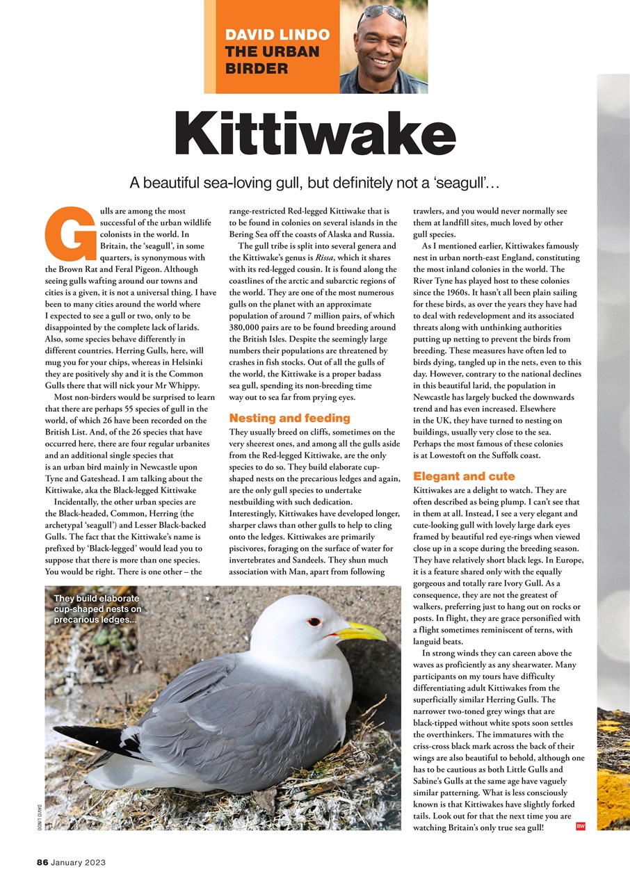 Bird Watching Preview Pages