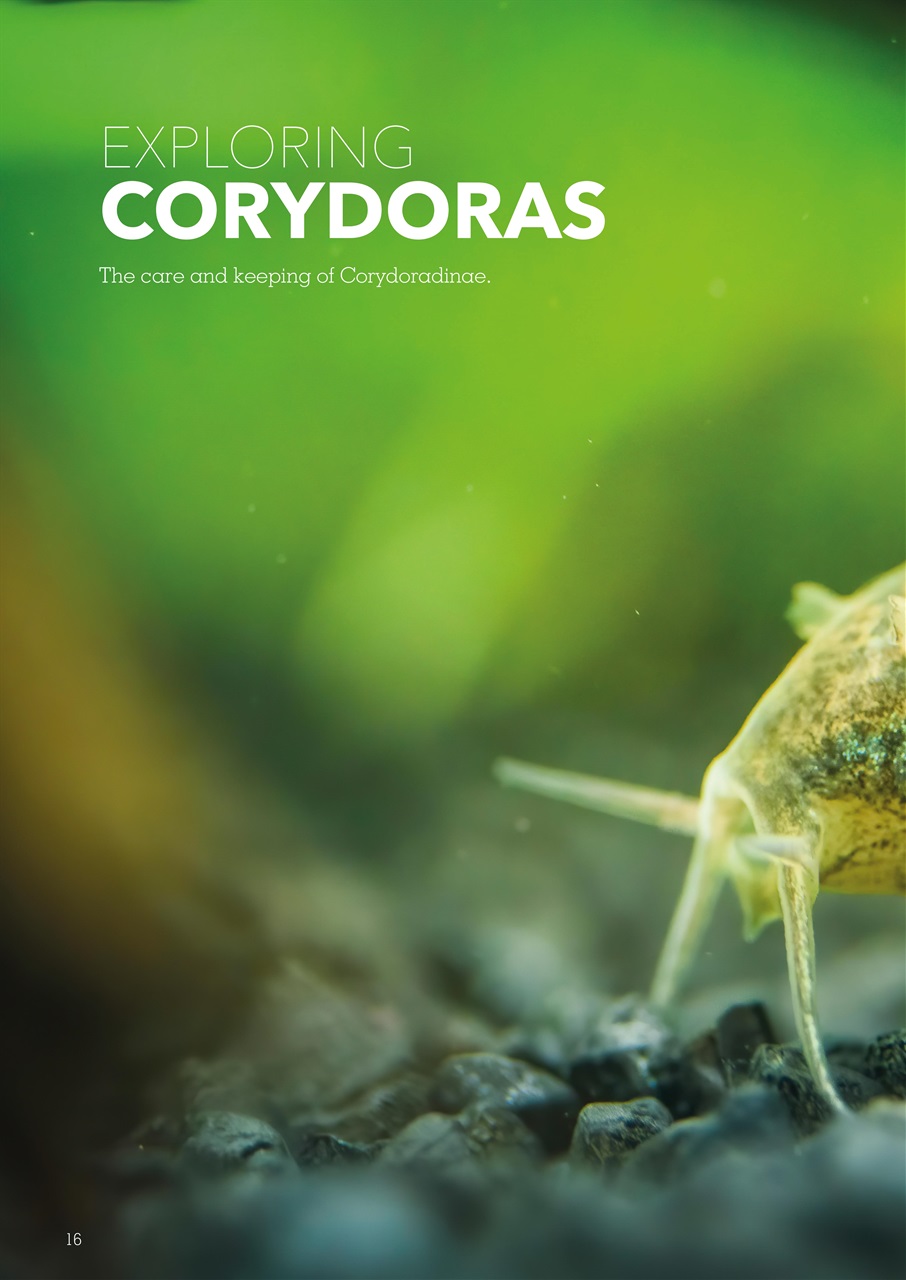 Exotics Keeper Preview Pages