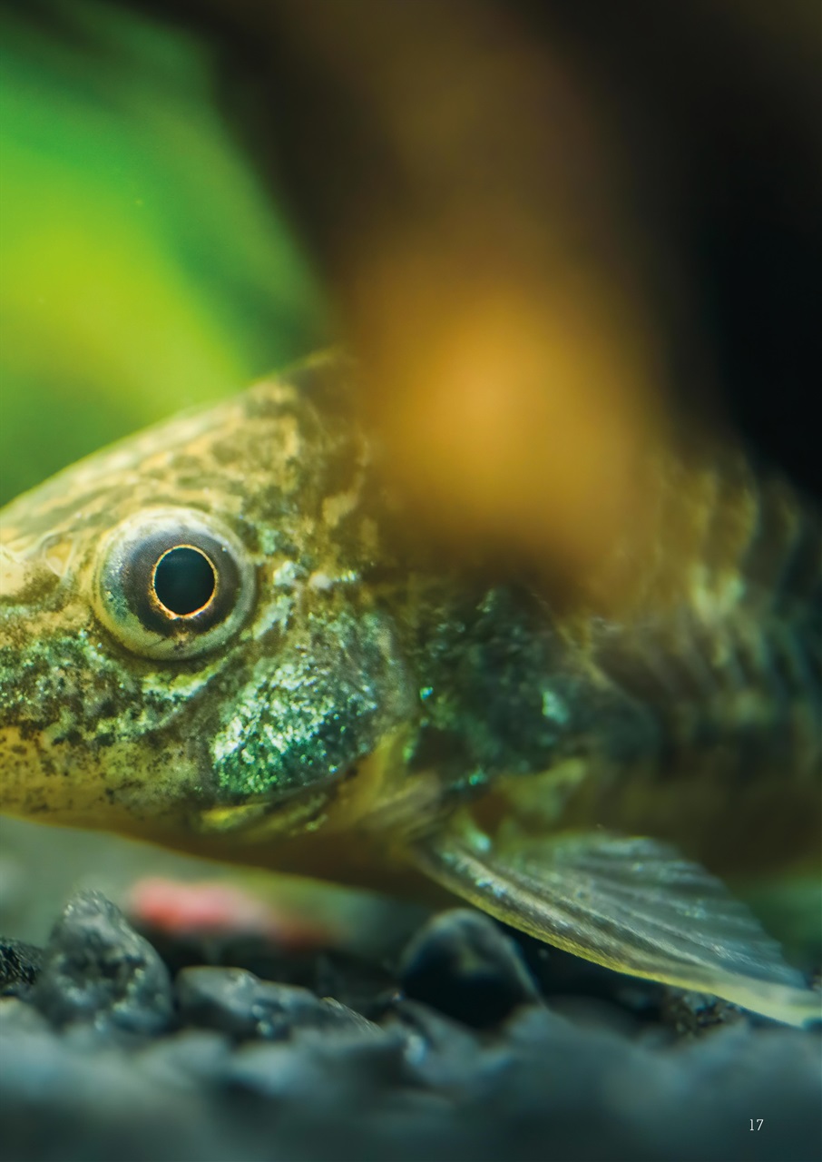 Exotics Keeper Preview Pages