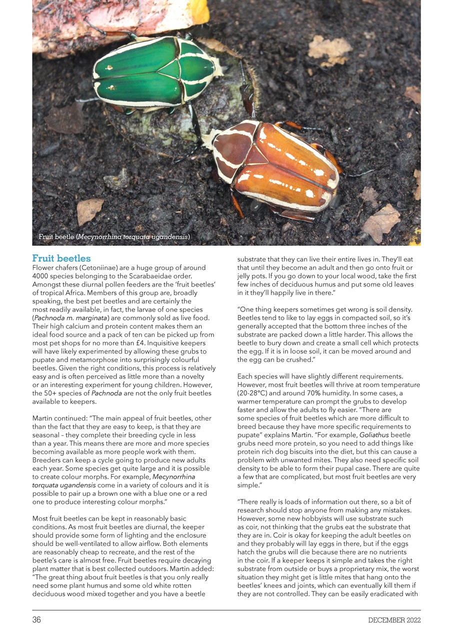 Exotics Keeper Preview Pages