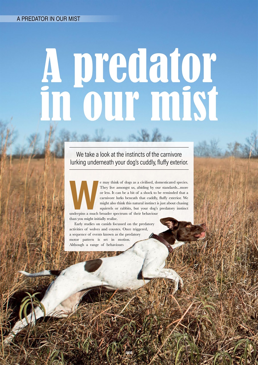 Edition Dog Preview Pages