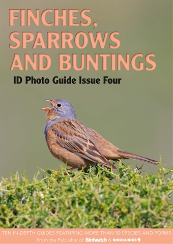 Finches, Sparrows and Buntings issue Finches, Sparrows and Buntings