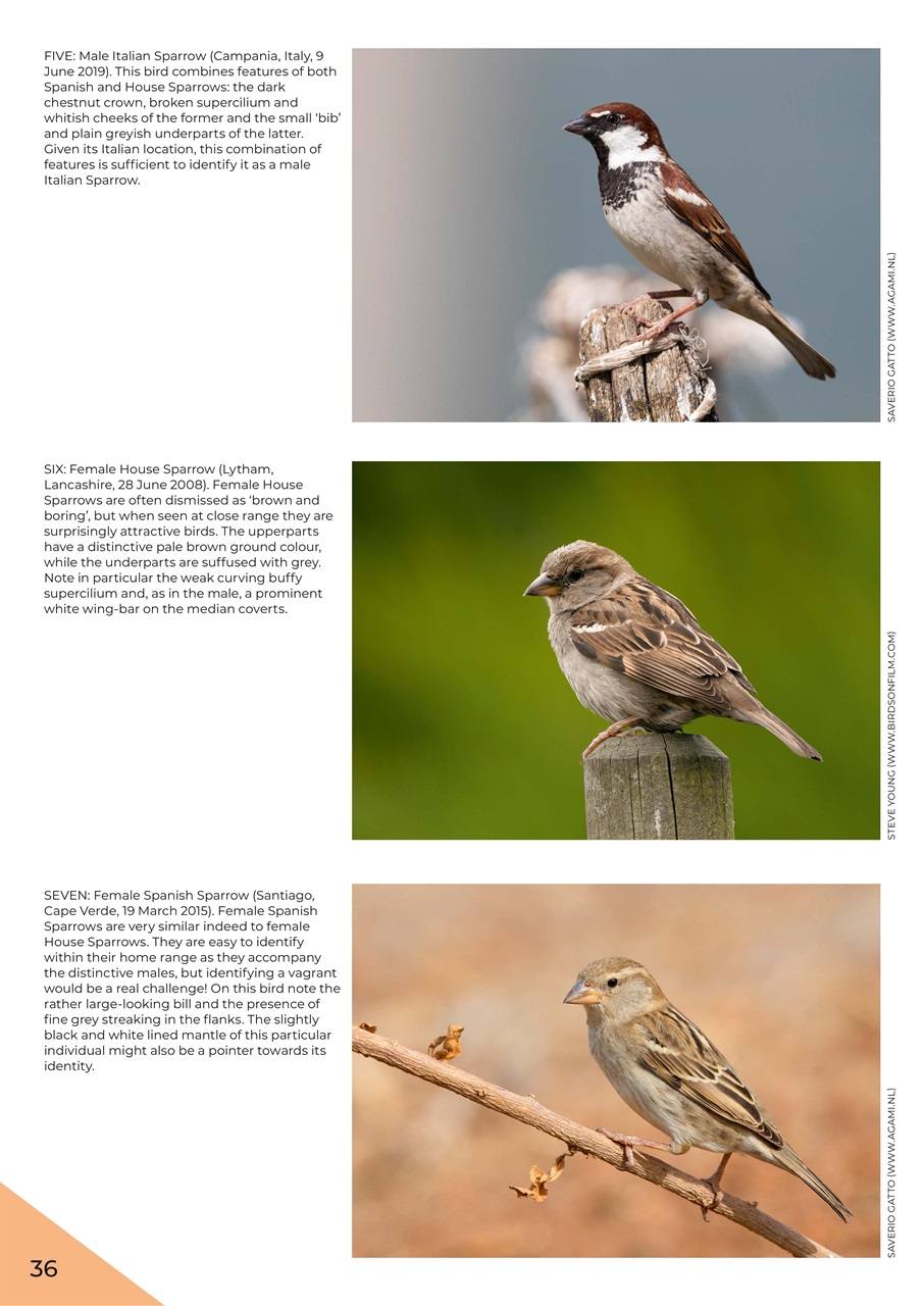 Birdwatch Magazine Preview Pages
