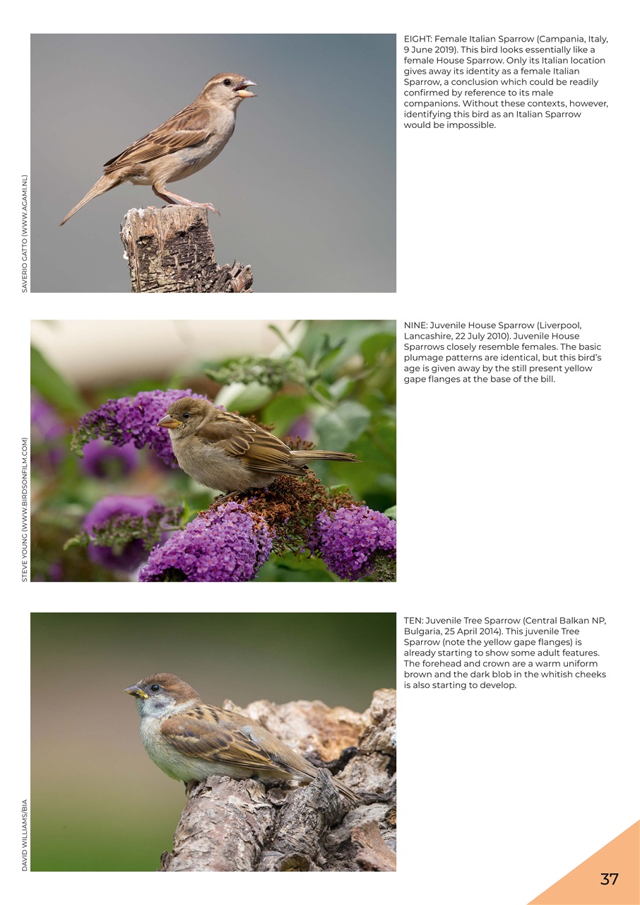 Birdwatch Magazine Preview Pages