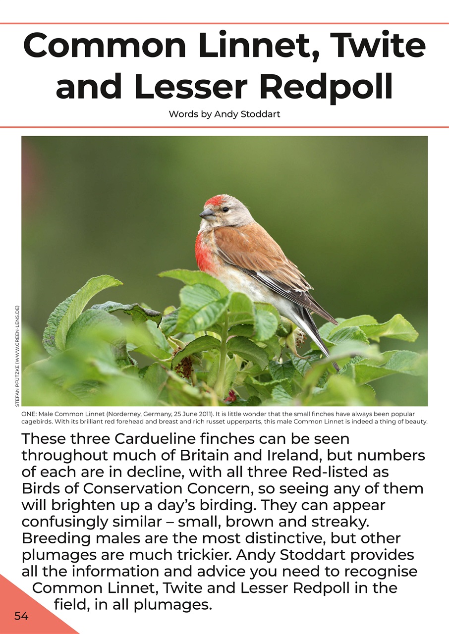 Birdwatch Magazine Preview Pages