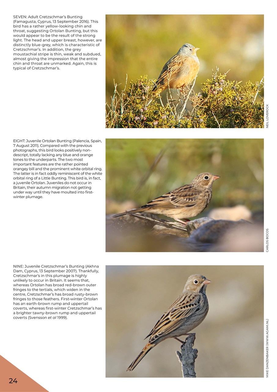 Bird ID Photo Guides Preview Pages