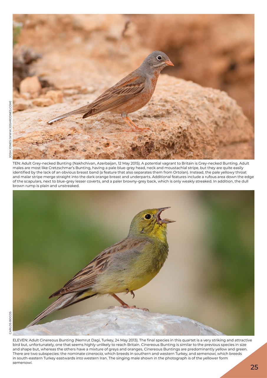 Bird ID Photo Guides Preview Pages