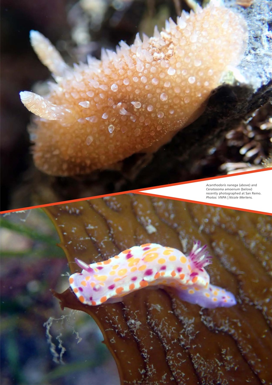 Wildlife Australia Preview Pages