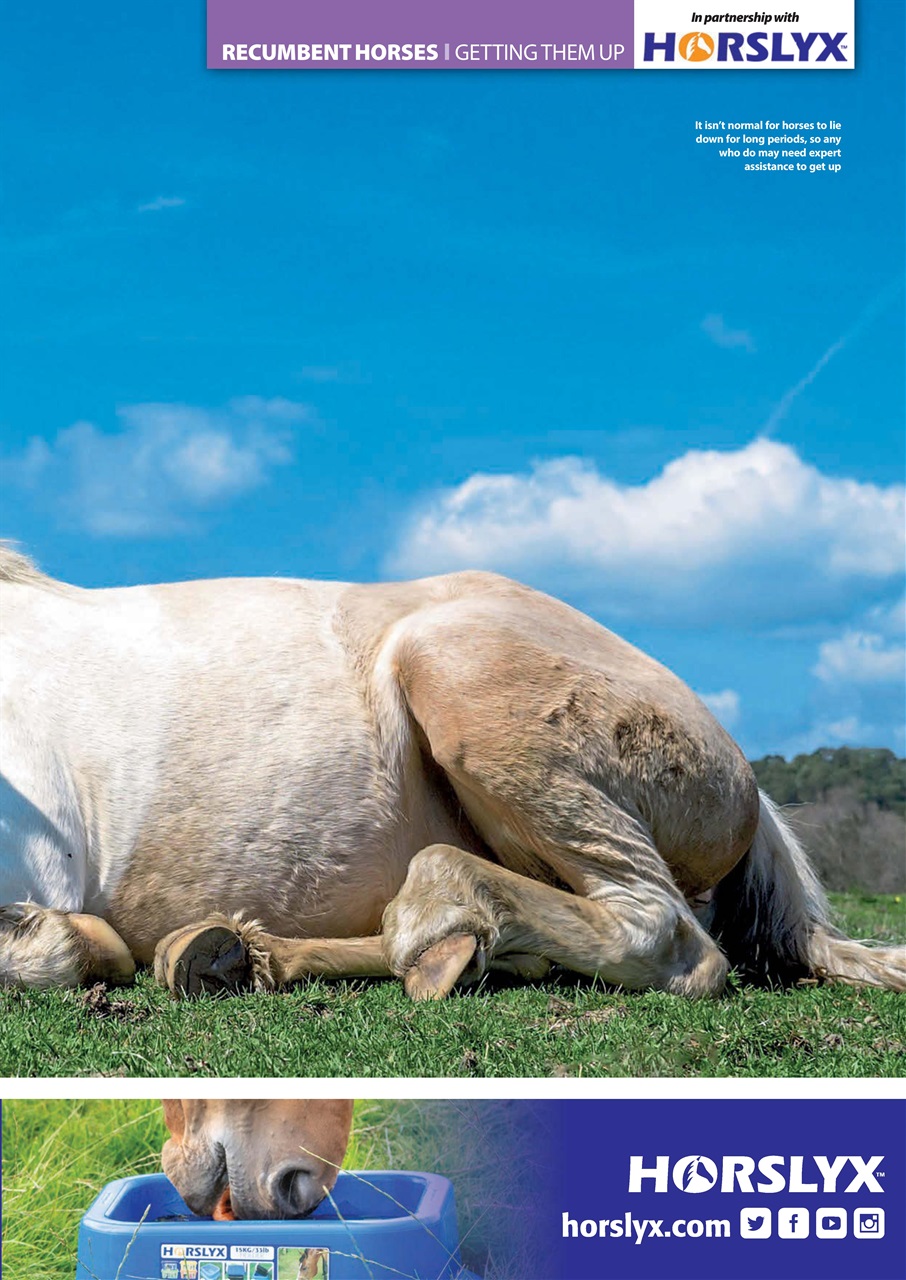 Your Horse Preview Pages