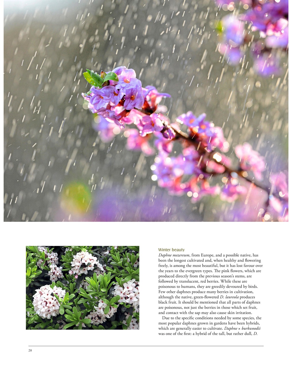 LandScape Preview Pages