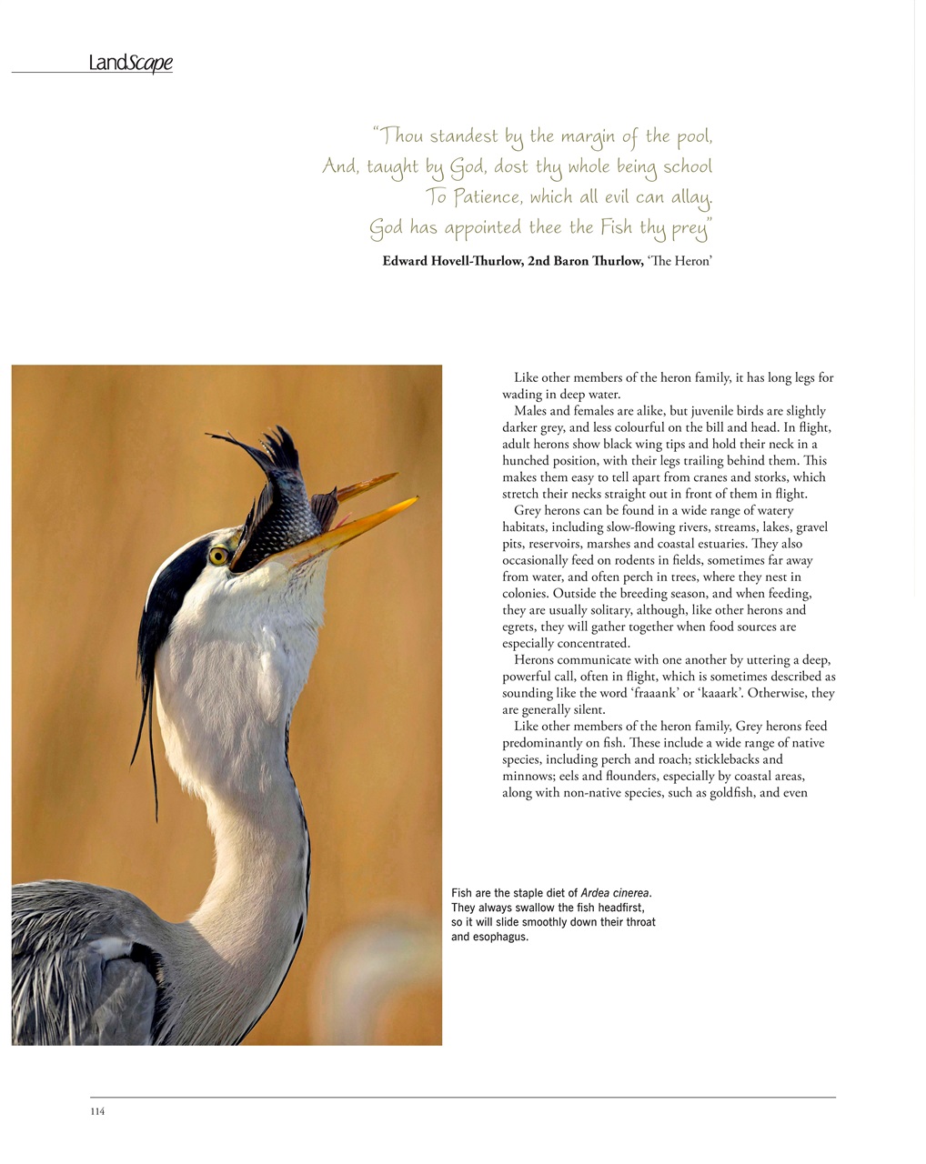 LandScape Preview Pages