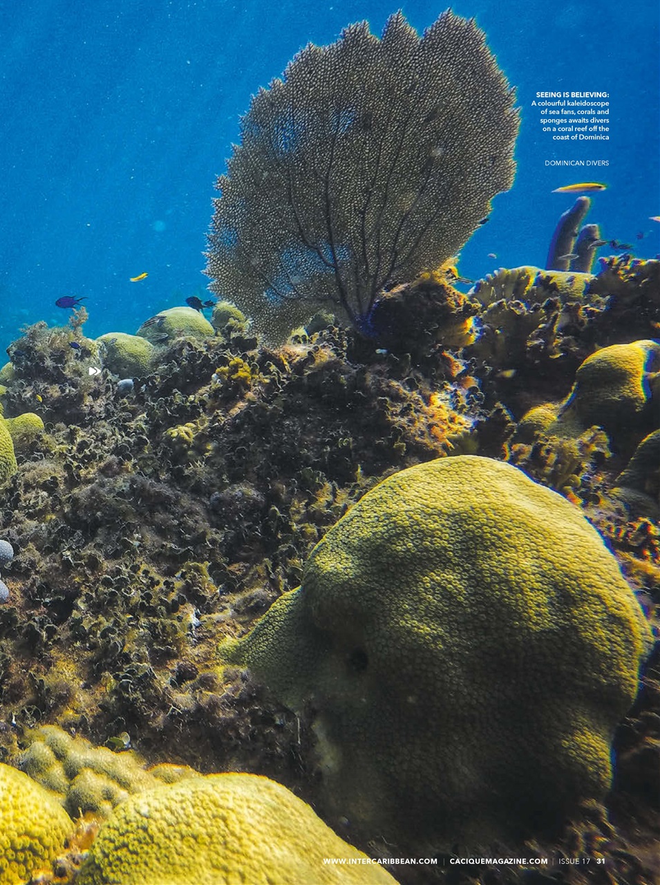 CACIQUE Preview Pages