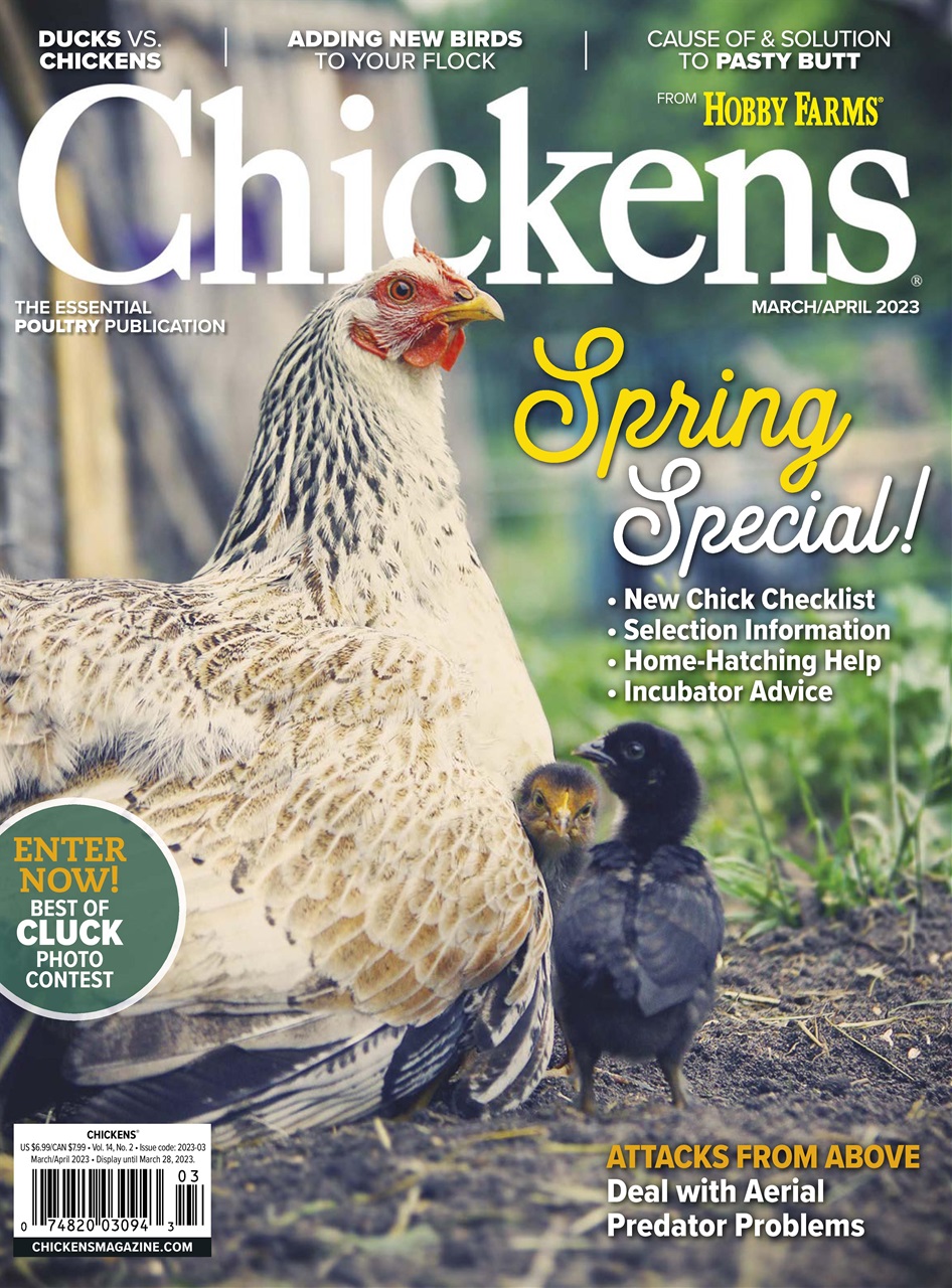 Chickens Magazine Preview Pages