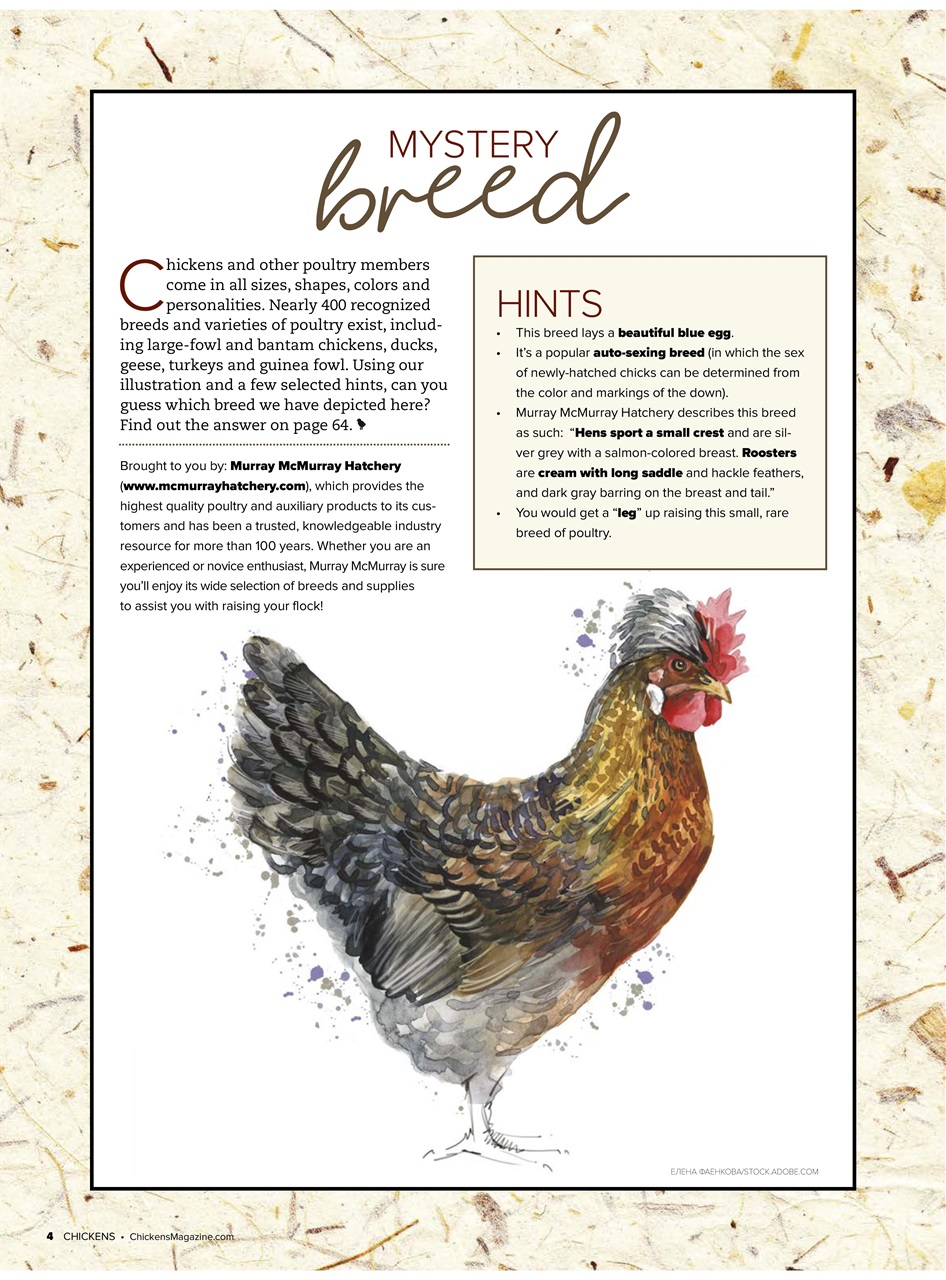 Chickens Magazine Preview Pages